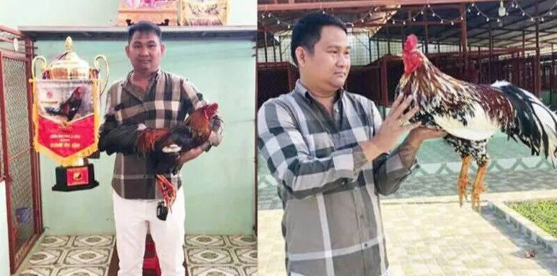 Giới thiệu về sư kê của Trận đá gà 24 tỷ